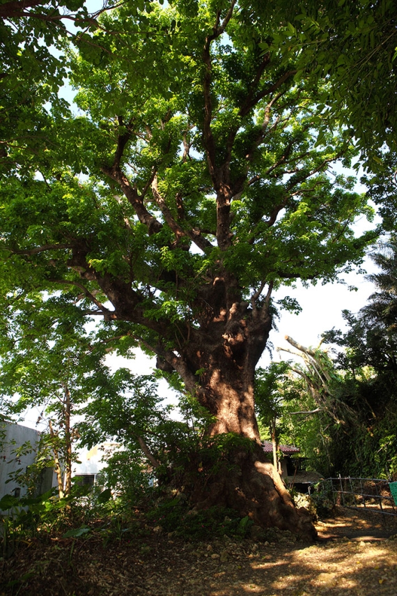 首里金城的大赤杉(國家指定天然紀念物)