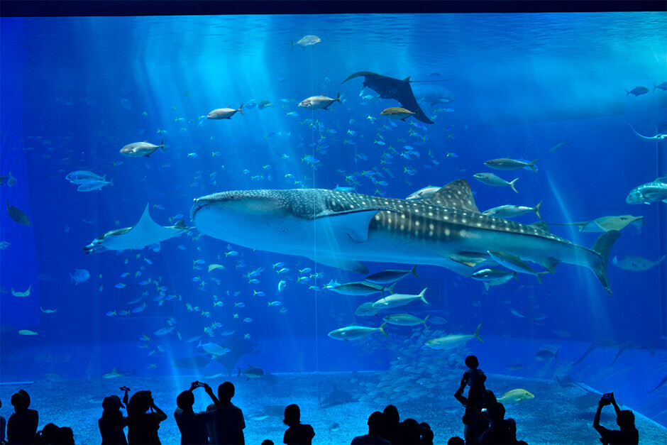 沖繩美海水族館。在本部町的日本代表性水族館裡,巨大水槽飼養鯨鯊是最精彩的。