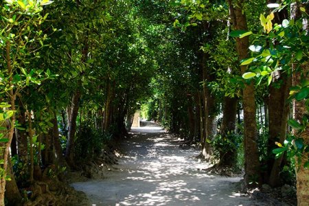 備瀨的胡枝子並木。位於本部町的國營沖繩紀念公園附近的備瀨地區,作為風林包圍著房子的胡枝子長達約1km,是咖啡店和餐廳分散的人氣景點。