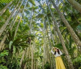 美椰子公園沖繩東南植物樂園