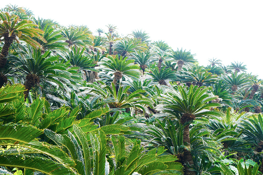 走著去就能看到的是“蘇鐵群落”。在沖繩常見的南國植物。